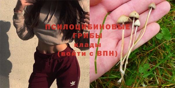прущие грибы Вязьма